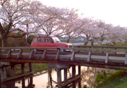 近所の小川にかかる木製の橋。桜も満開。
