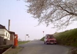 近所の古い醤油工場前。桜とポストが良い感じ